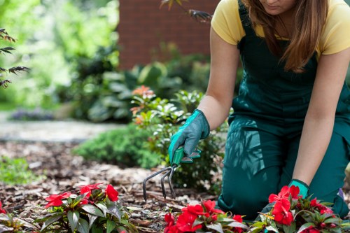 Tidy stump grinding service preparing a garden for landscaping